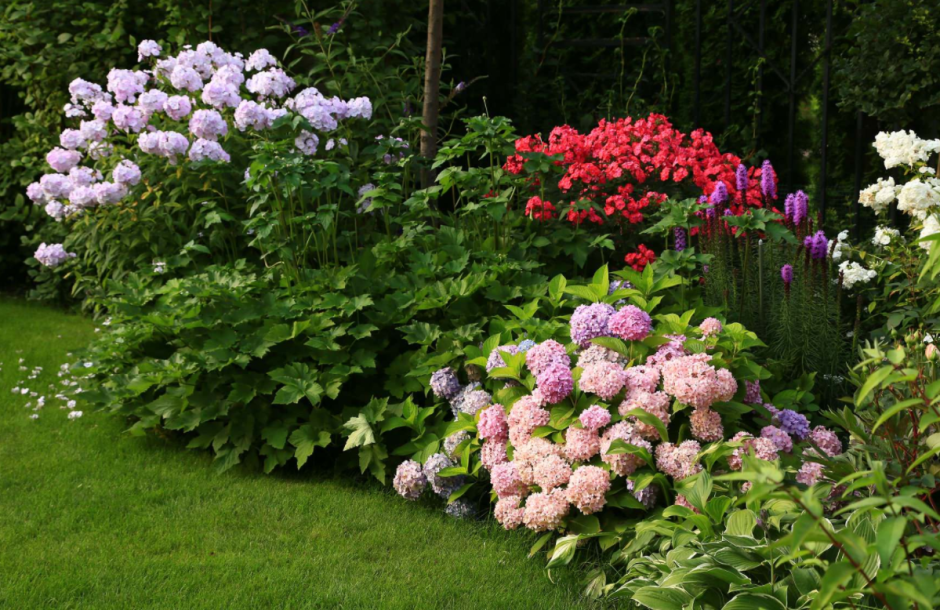 Миксбордер с гортензией
