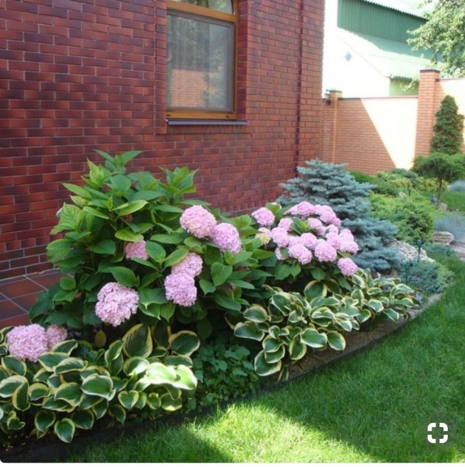 Гортензия крупнолистная в миксбордере