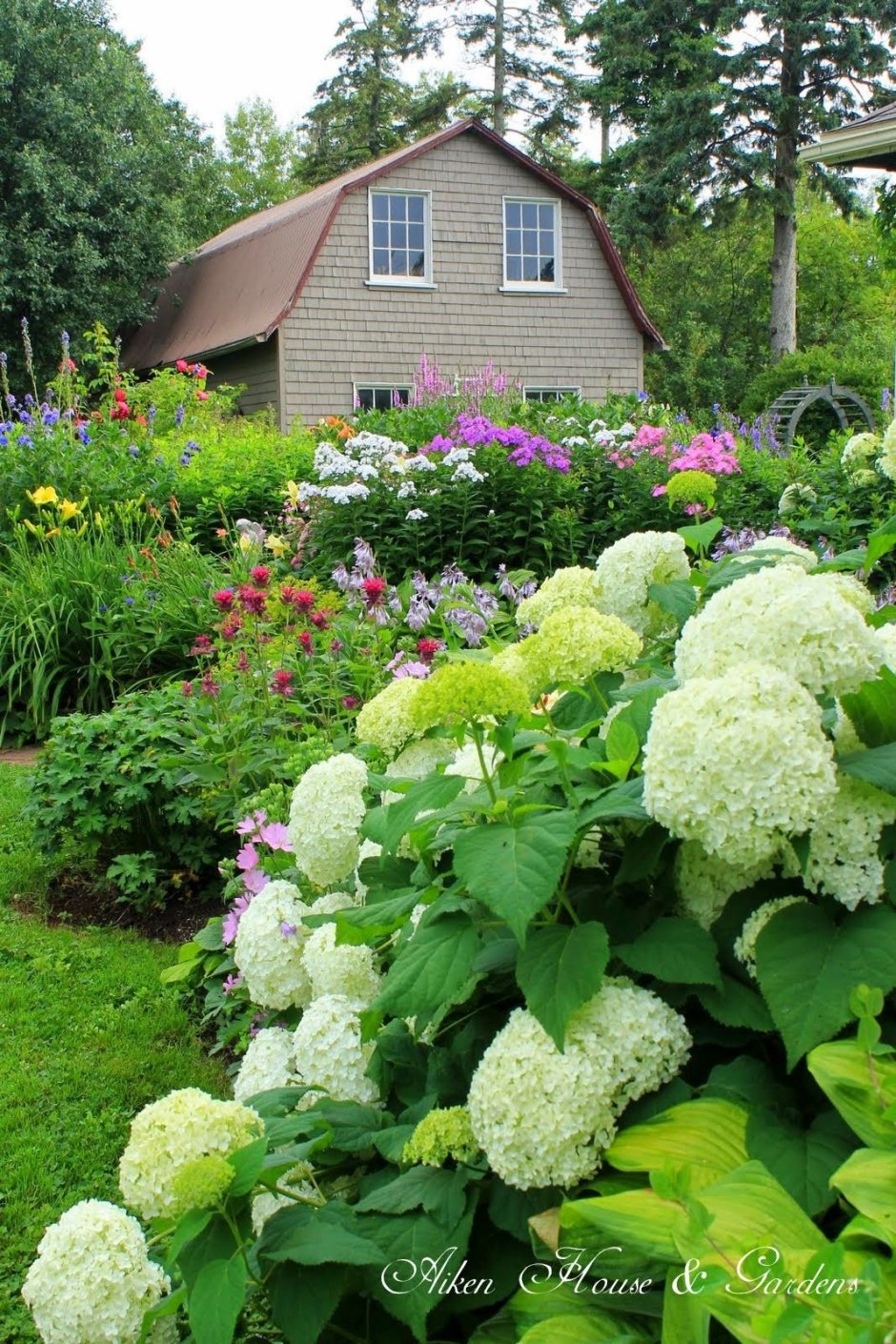 Гортензия Анабель изгородь