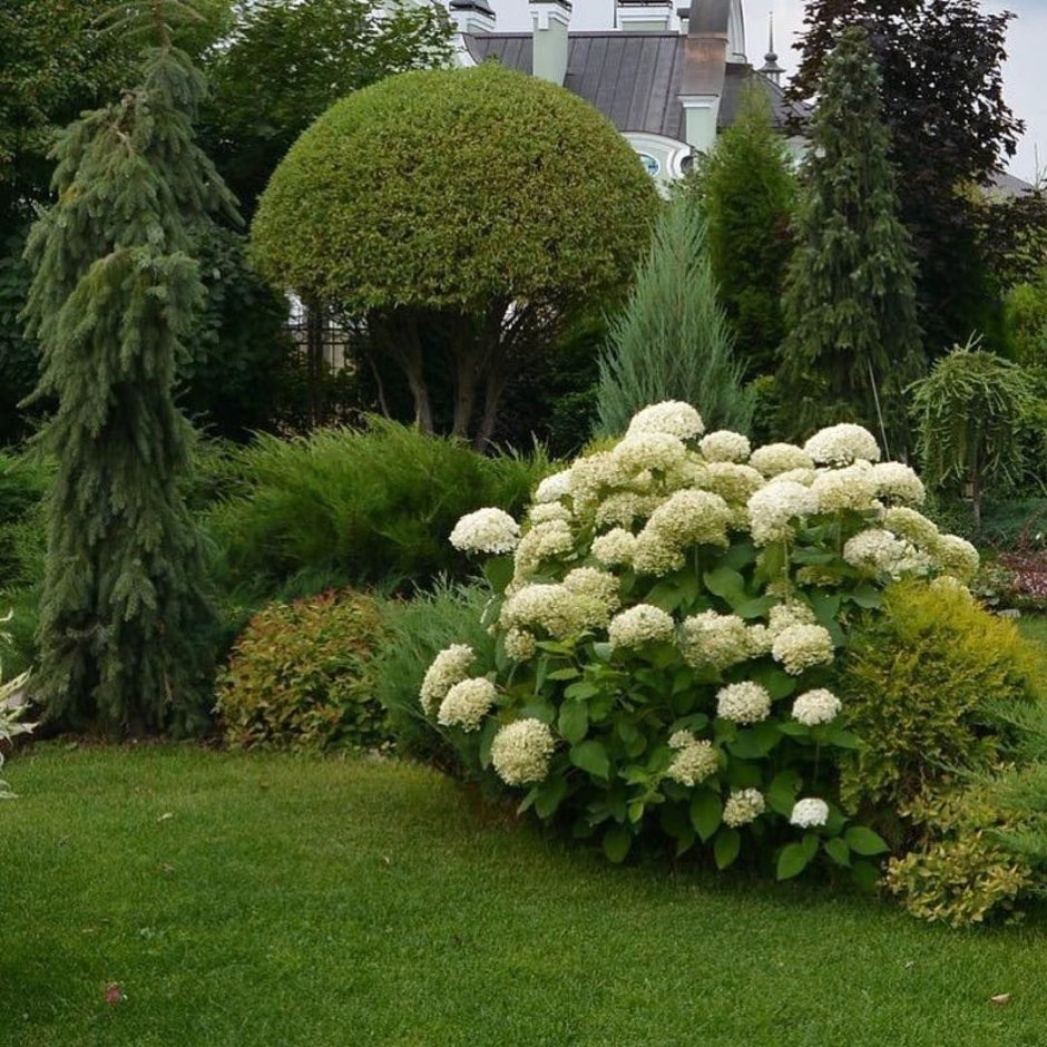Туя спирея гортензия