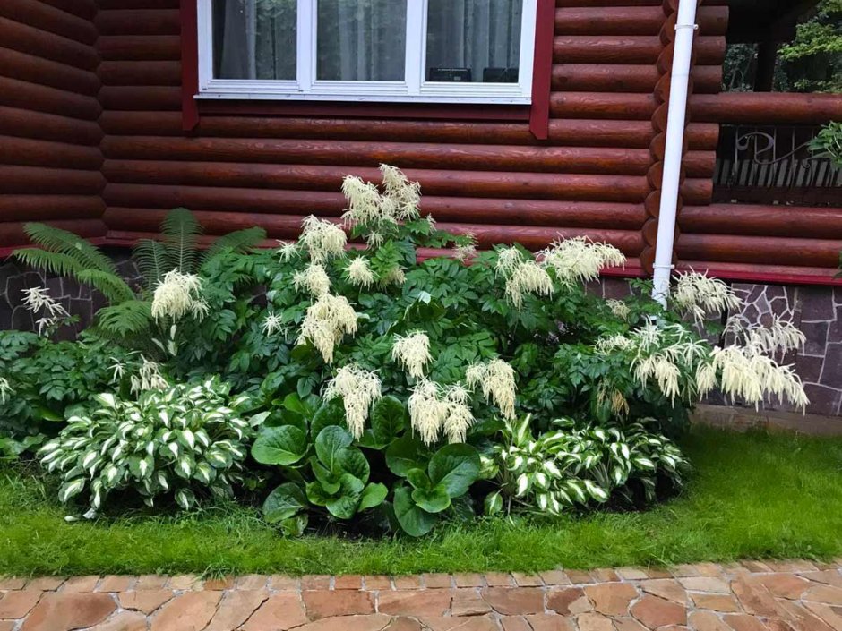 Волжанка и роджерсия