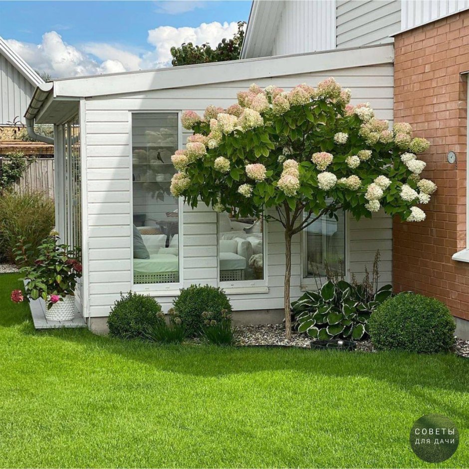 Роза на штамбе и гортензия в ландшафтном