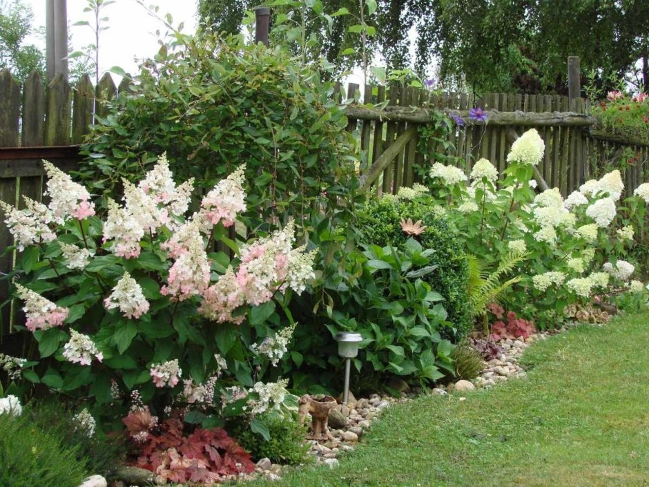 Гортензия Пинки винки Лаймлайт