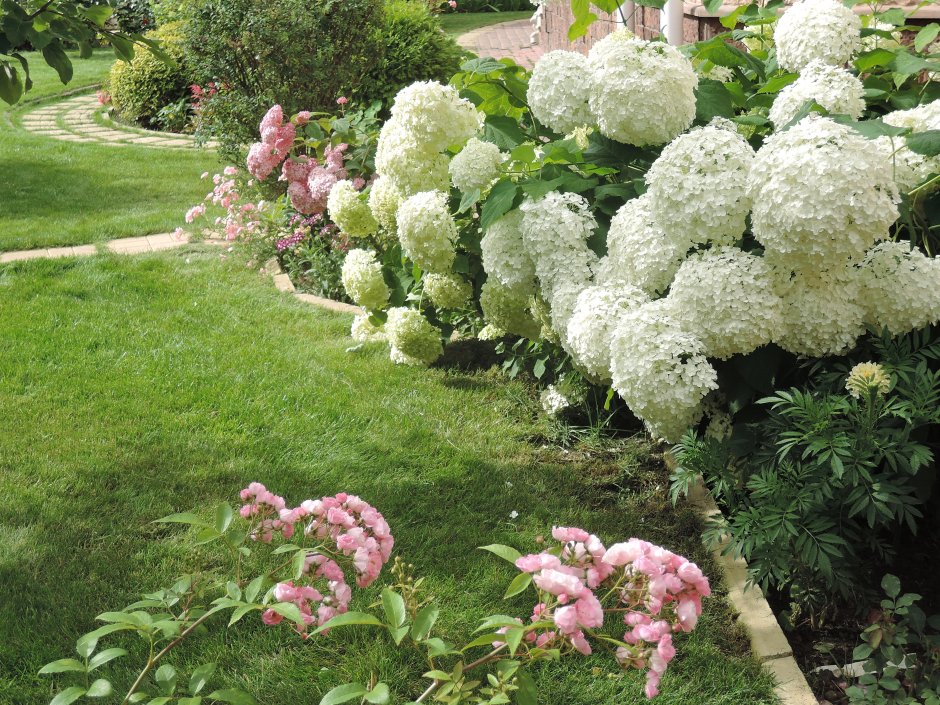 Спирея Ванилла Фрейз