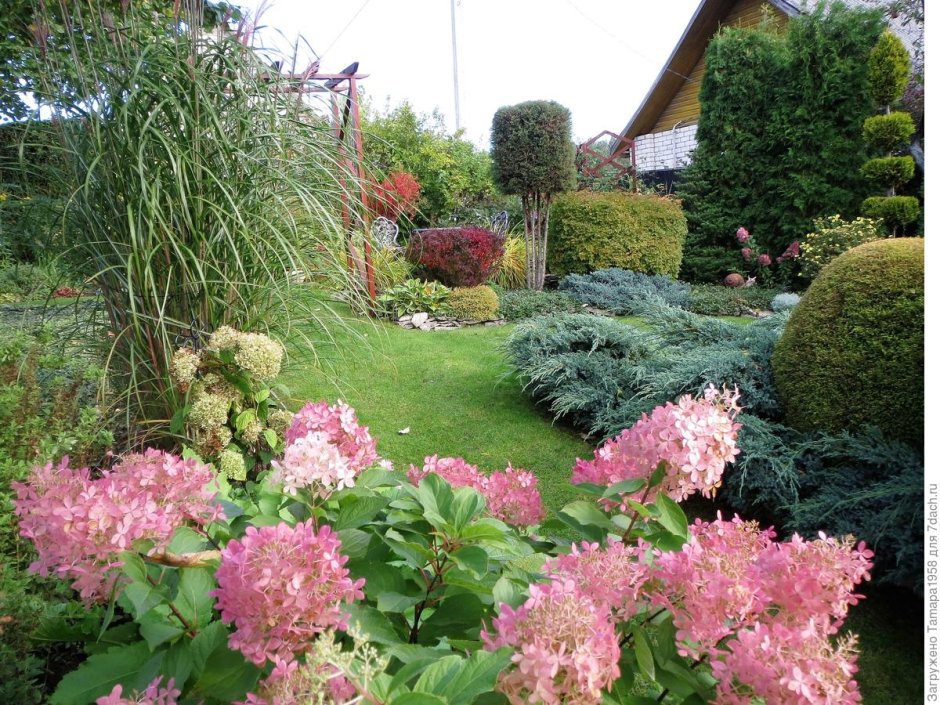 Гортензия Ванилла Фрейз в ландшафтном