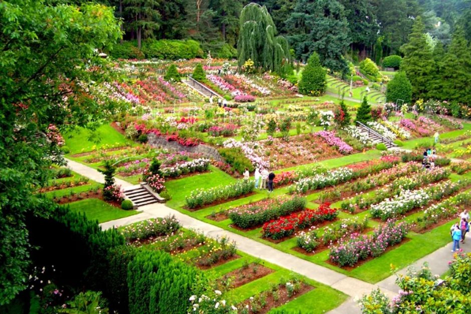 Сад роз Портленд Орегон