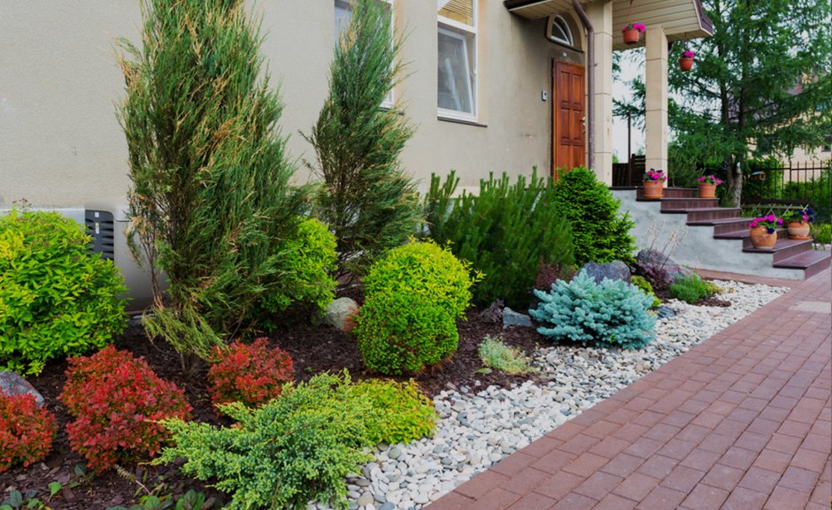 Туя Даника на клумбе