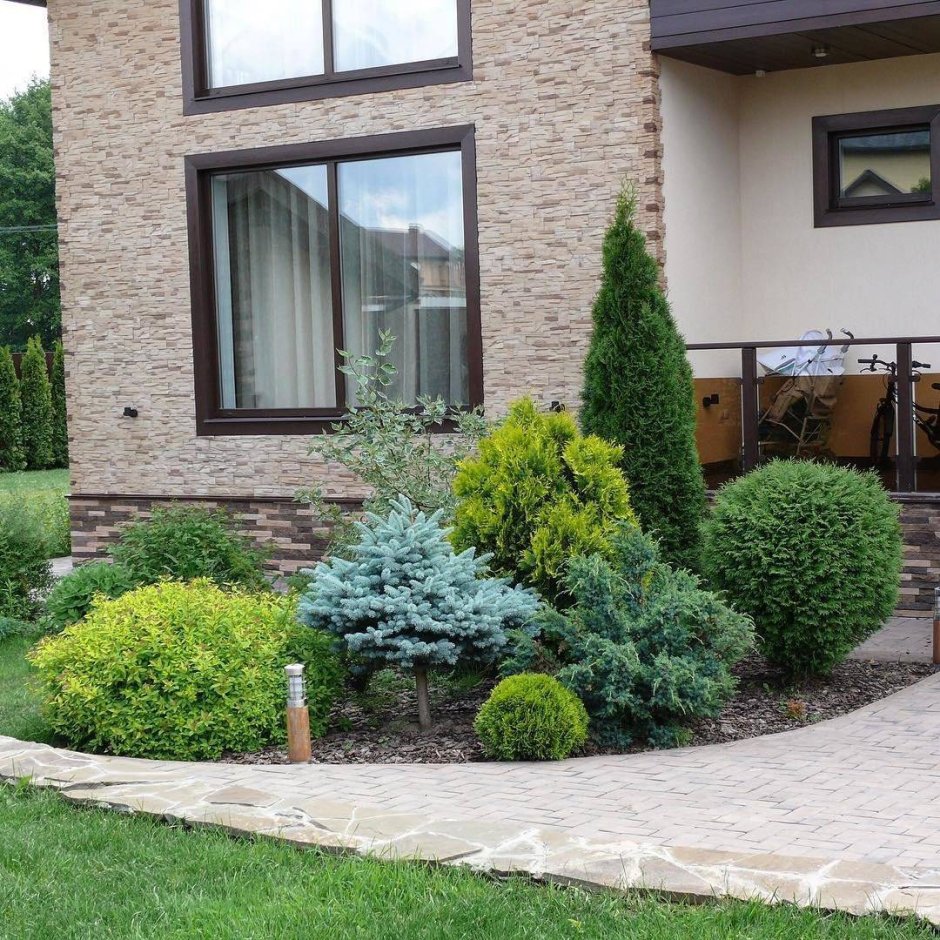 Туя Даника туя Смарагд