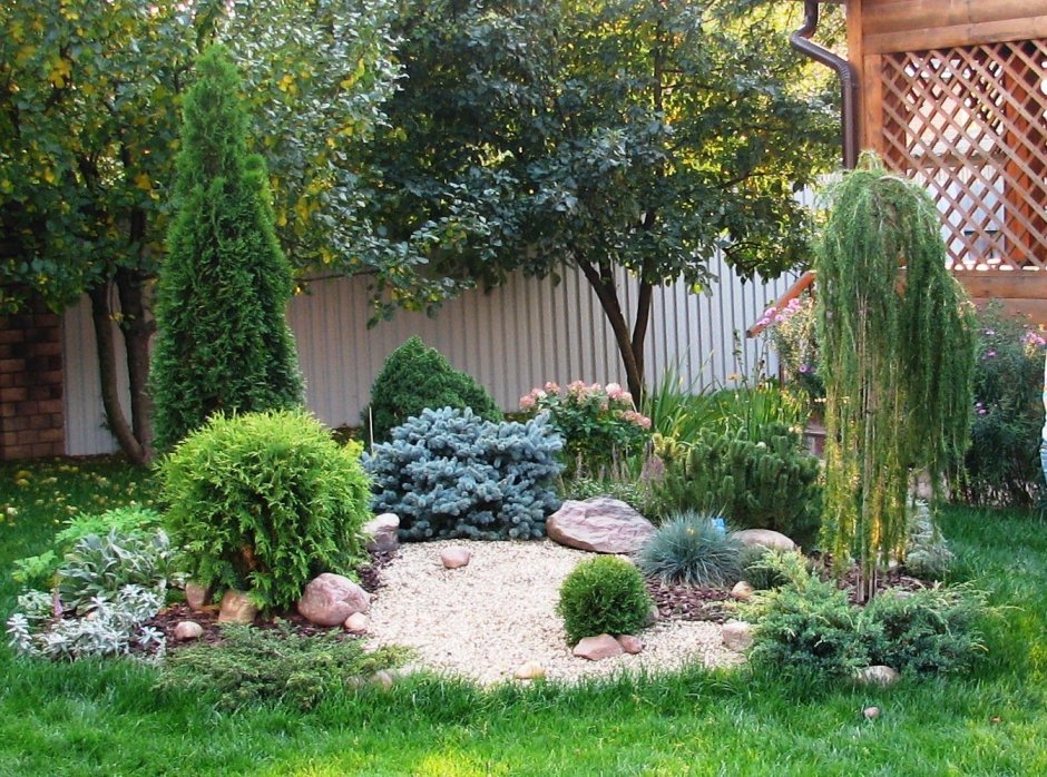 Ива шаровидная и можжевельник