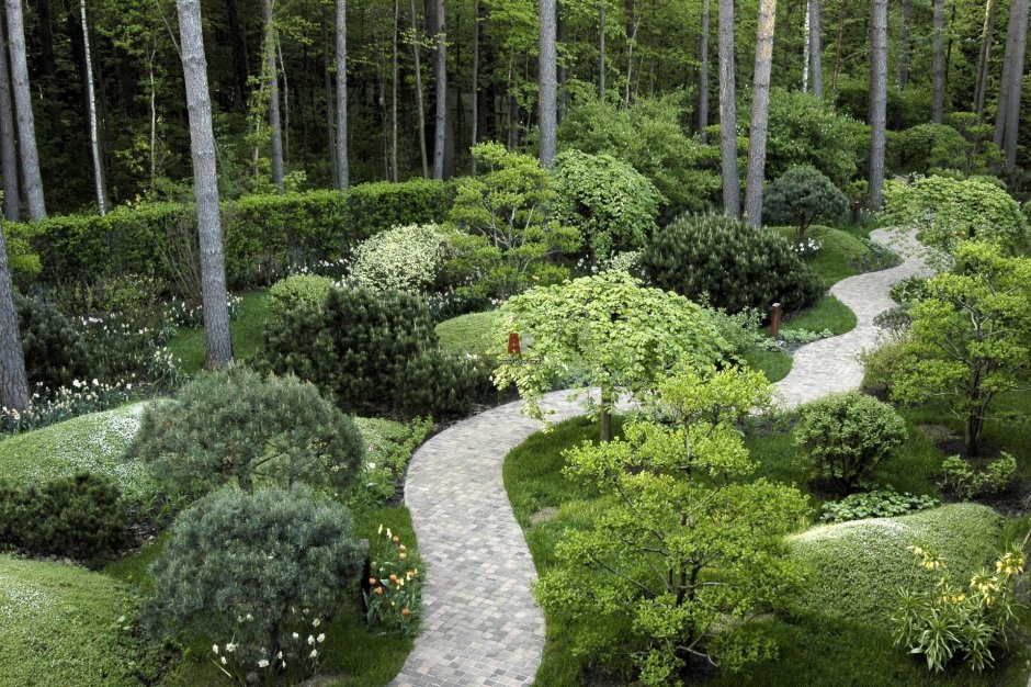 Хвойники в Лесном ландшафте