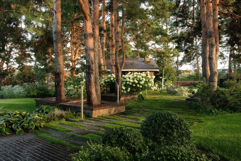 Сосны на участке