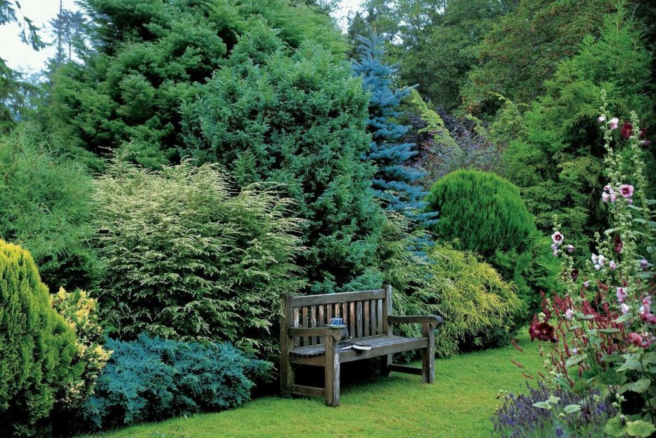 Хвойники в Лесном ландшафте