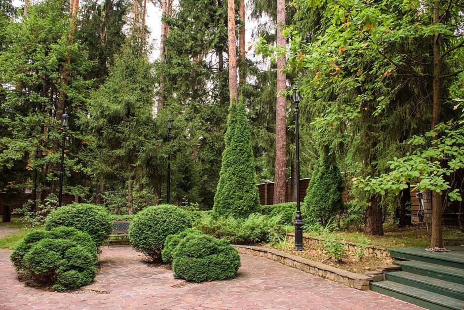 Можжевельник Дендрарий