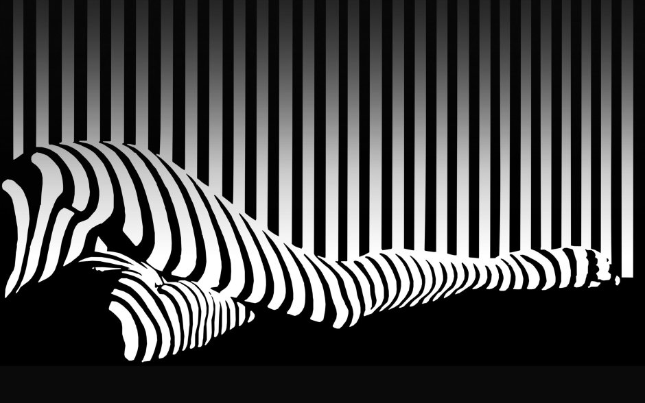 Черно белые полоски зебры