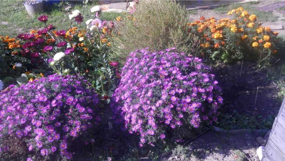 Астра Дженни низкорослая многолетняя