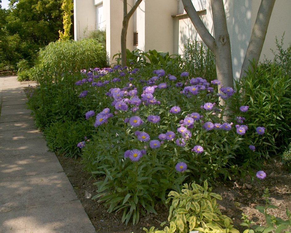 Мелколепестник на клумбе