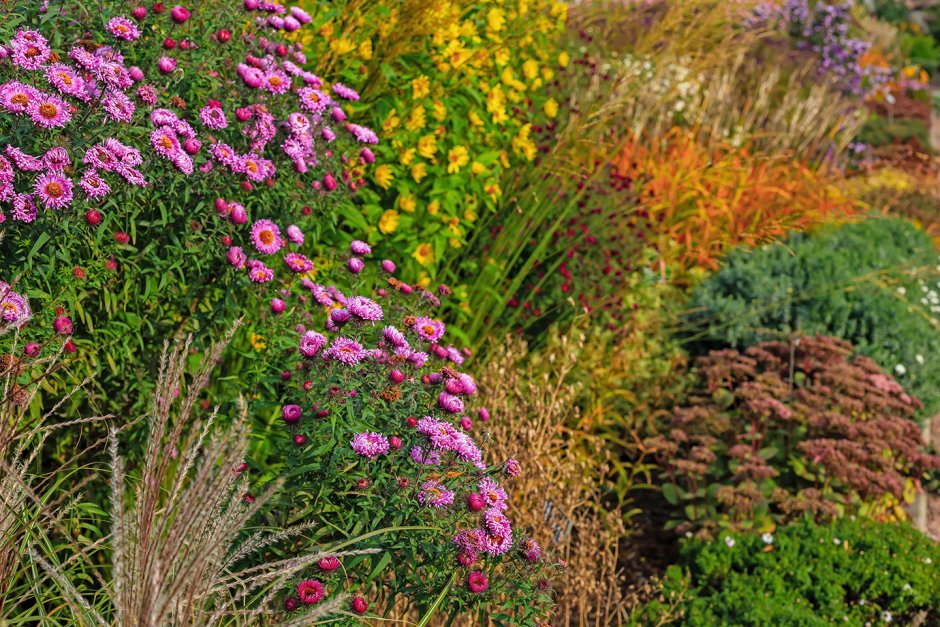 Астра кустовая многолетняя в саду