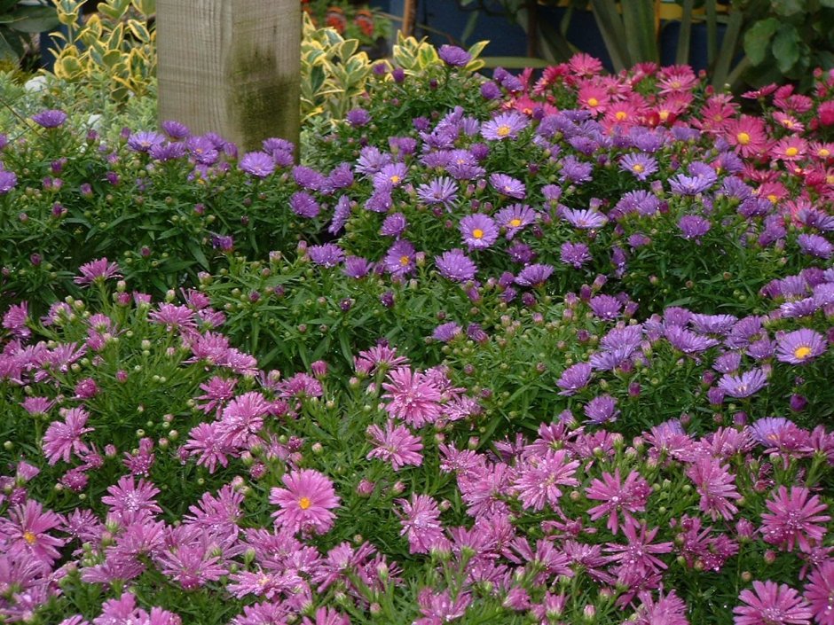 Астра Альпийская (Aster Alpinus)
