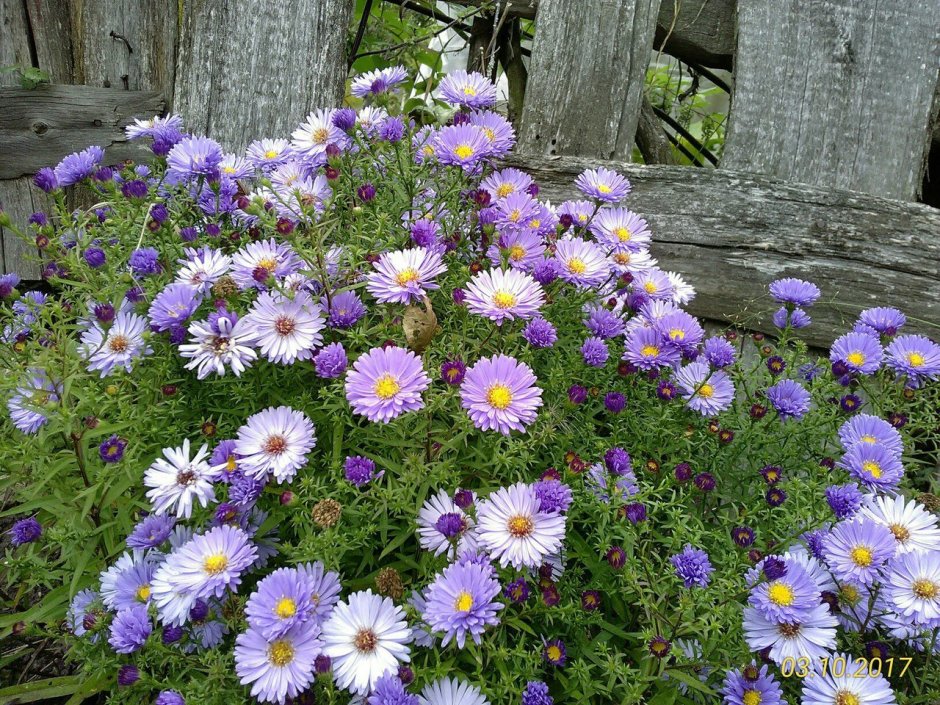 Октябринка Ноябринка