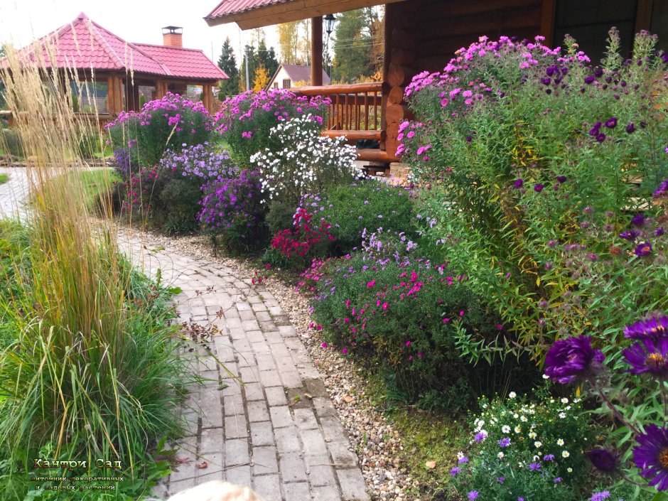 Бордюрные георгины рабаткуа