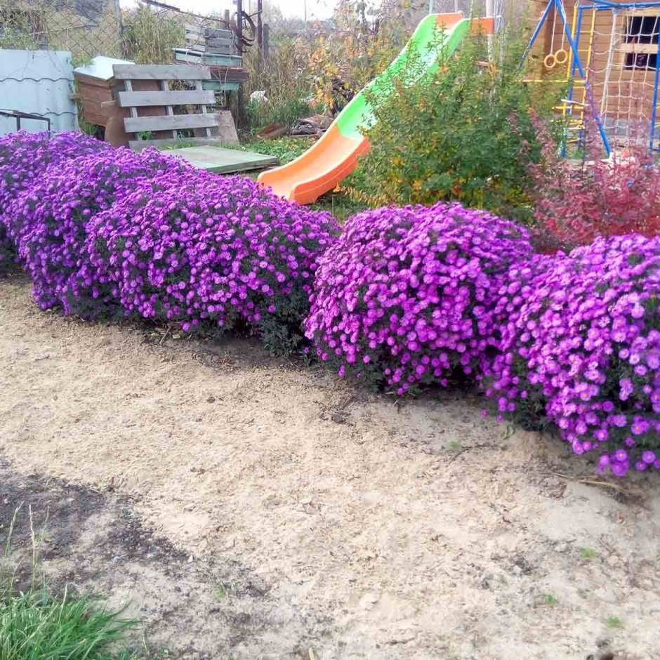 Астра кустарниковая Aster dumosus