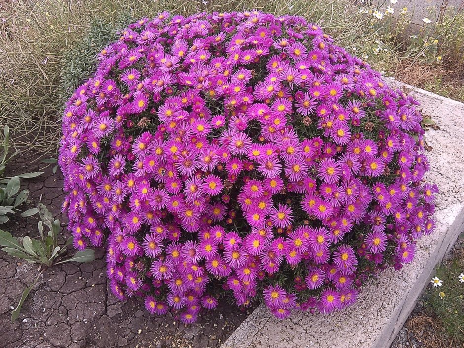 Вересковая Астра многолетняя