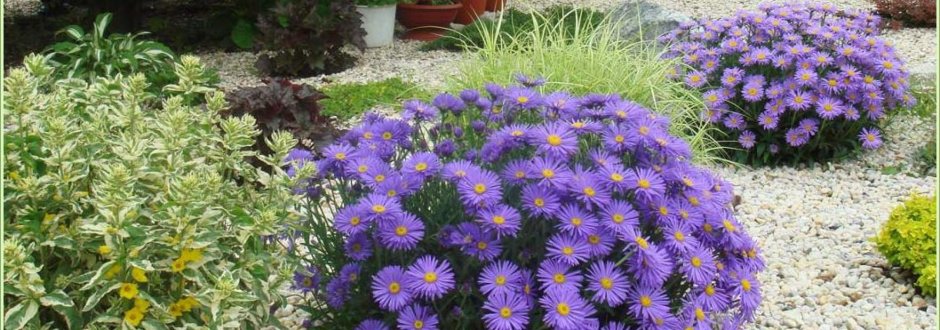 Астра новобельгийская в ландшафтном