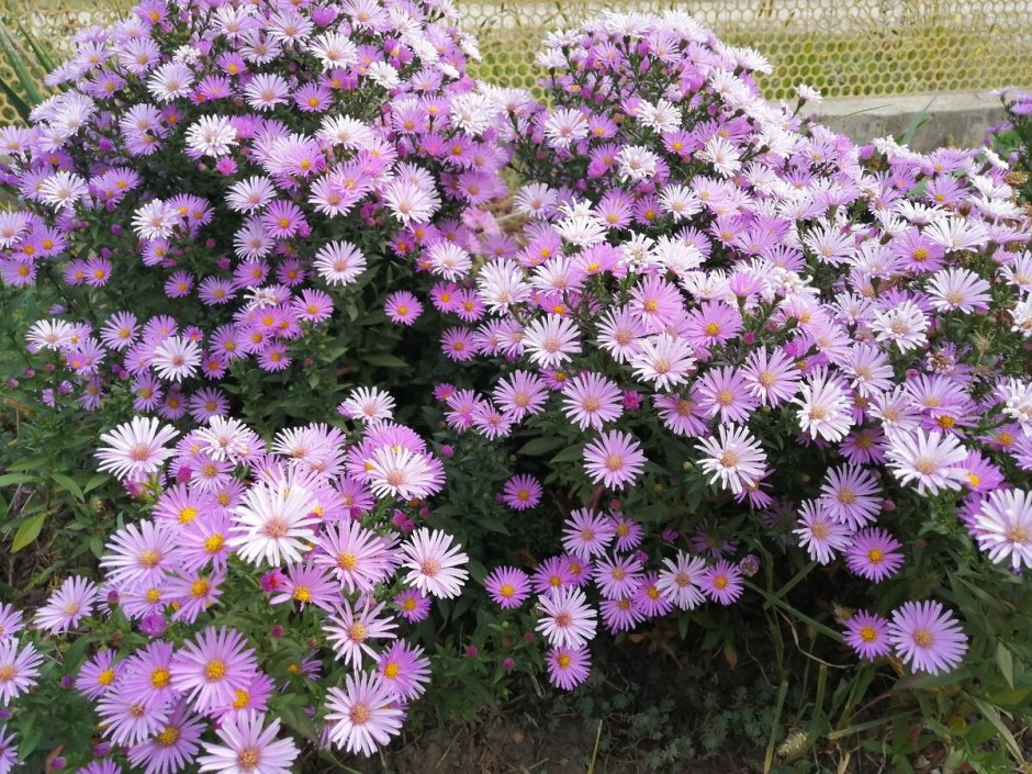 Астра кустарниковая Блау лагуне