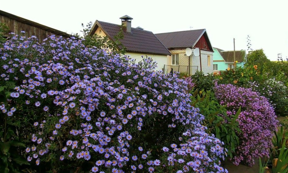 Стебли астры многолетние