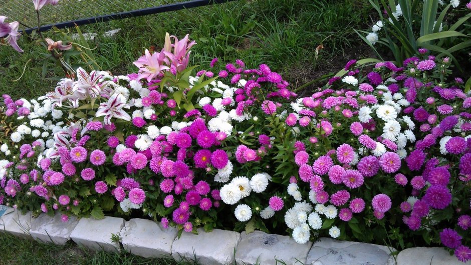 Астра кустарниковая Дженн