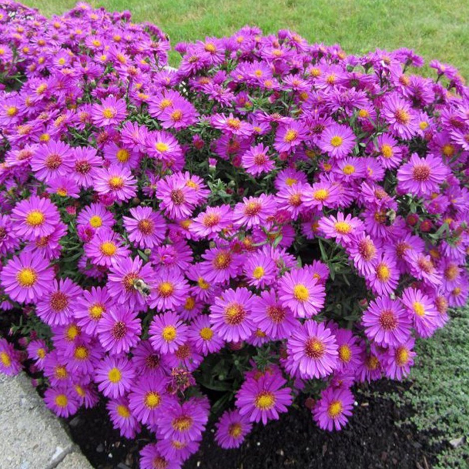 Астра кустарниковая Старлайт