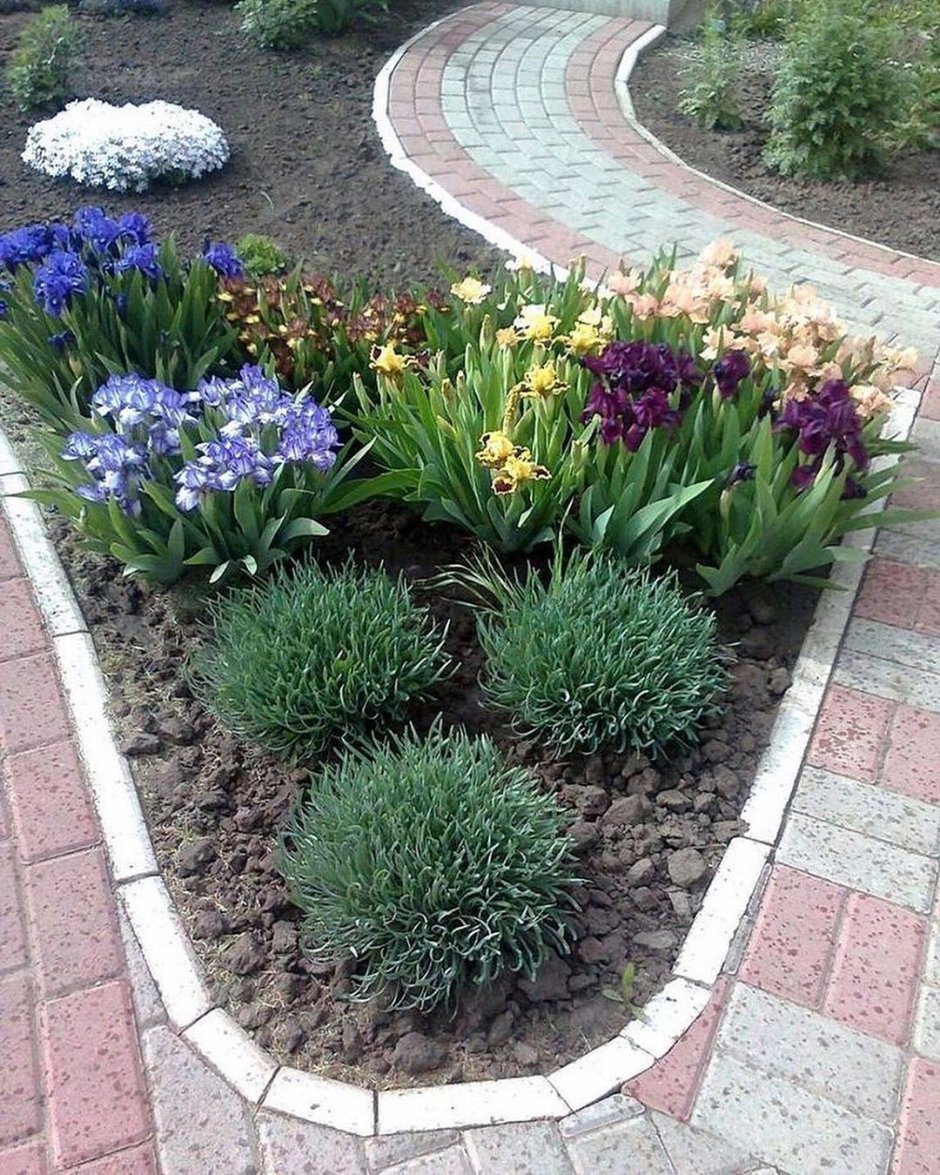 Ирисы в рокарии