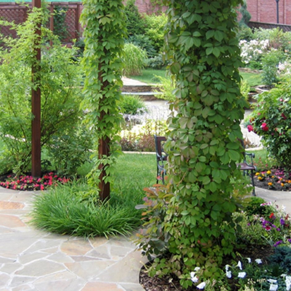 Вертикальное Озеленение девичий виноград