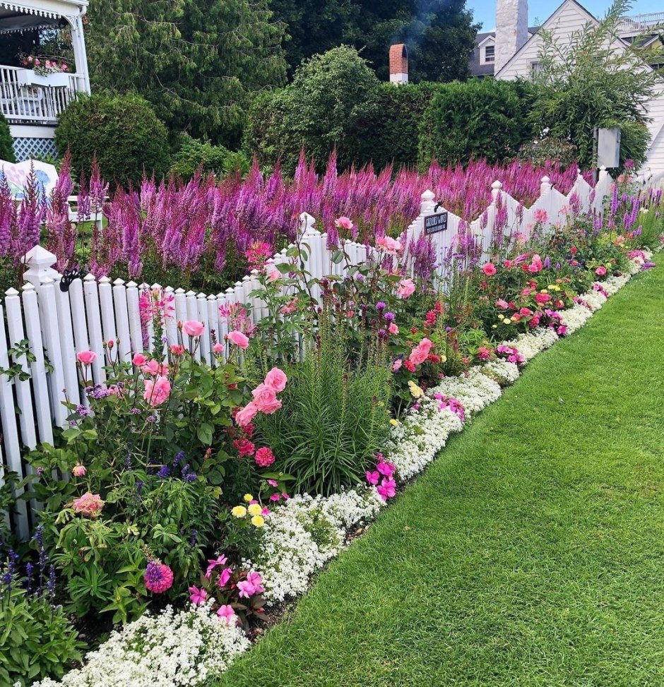 Патио хвойники у забора