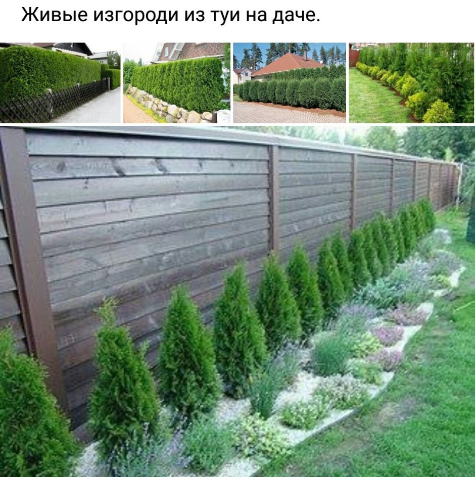 Бордюрная трава Хоста