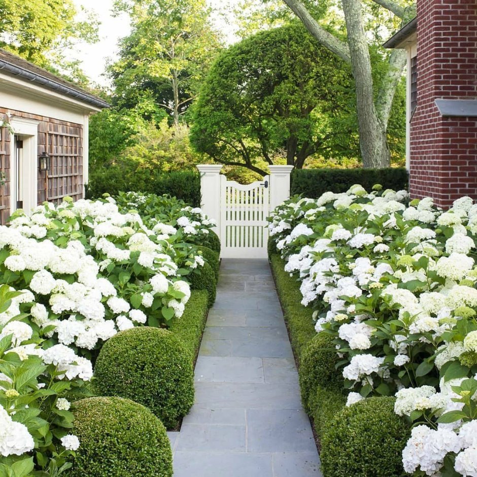 Гортензия древовидная Аннабель изгородь