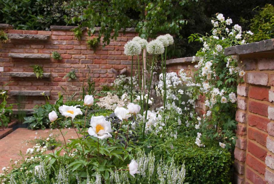 Вайт Гарден