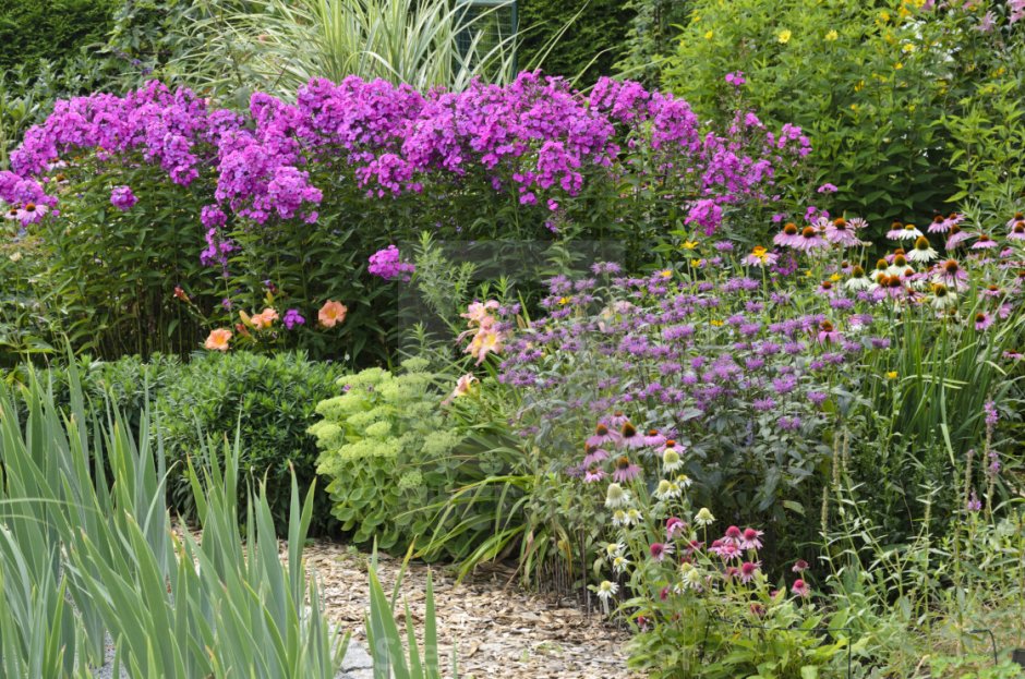 Флоксы и монарда в клумбе