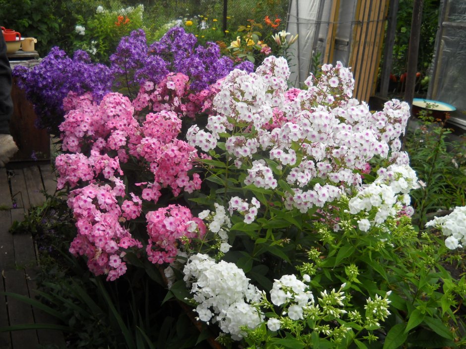 Флоксы, сирень, Жасмин клумба