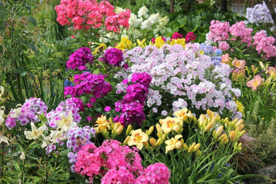 Флоксы в миксбордере