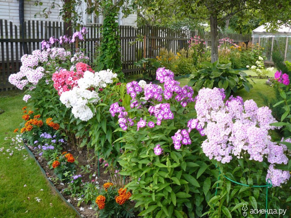Клумба спирея гортензия Флоксы