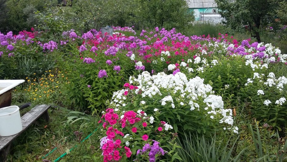 Флоксы, сирень, Жасмин клумба
