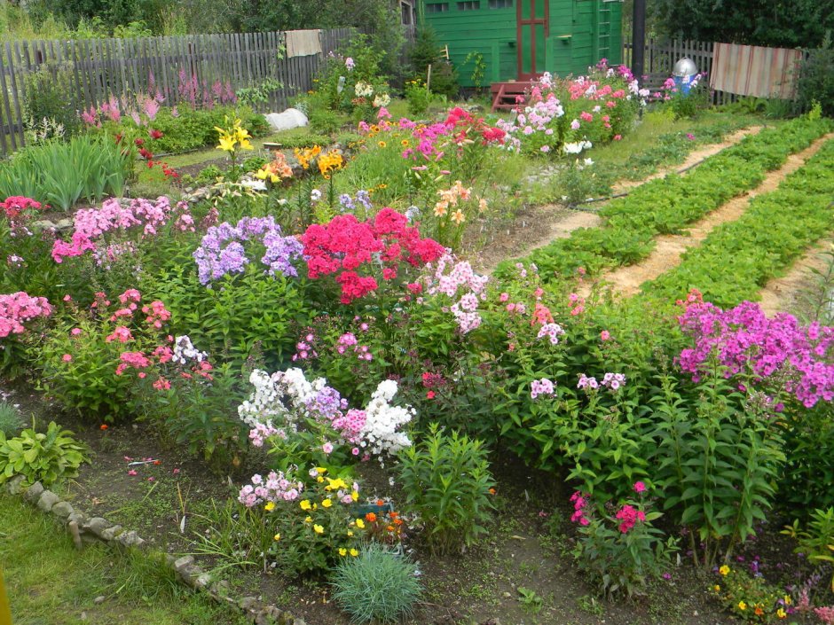 Клумба Флоксы астильба хризантемы