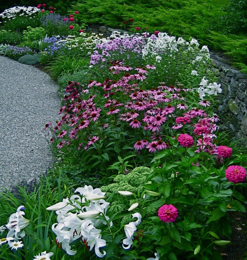 Астра Дженни миксбордере