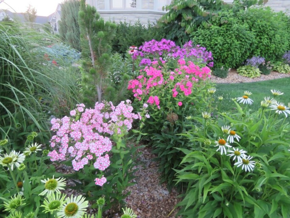 Флоксы лилии эхинацеи композиции