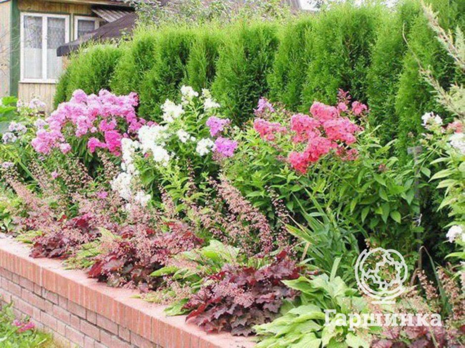 Клумба гейхера астильба Хоста пион