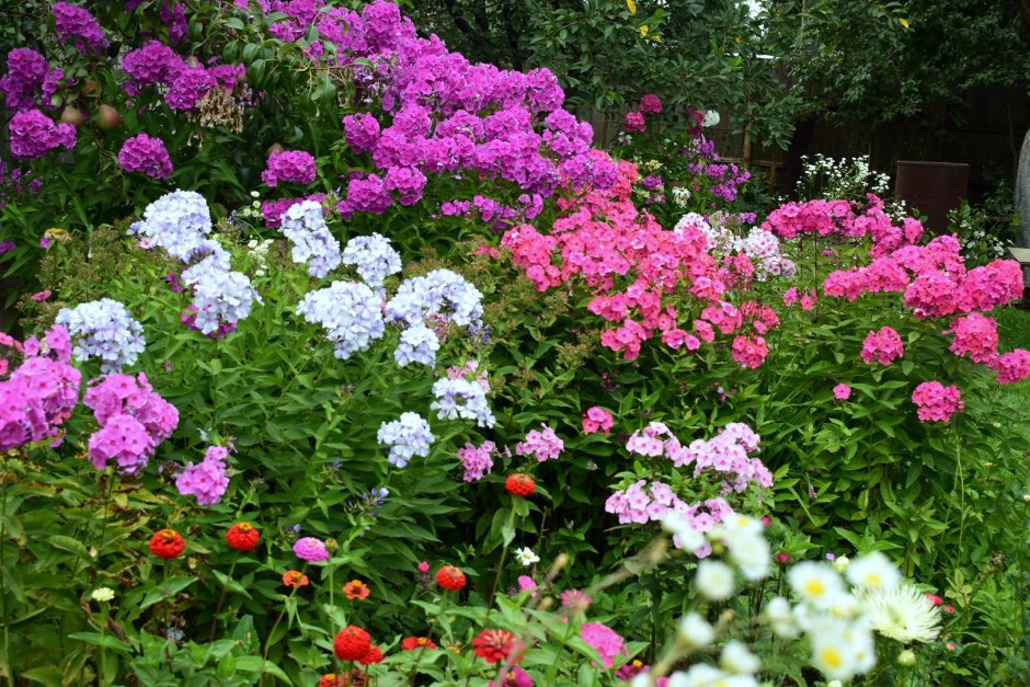 Флокс метельчатый Эсмеральда