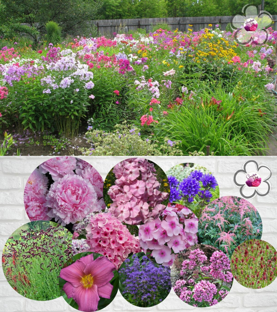 Клумба с флоксами, пионом и хостой