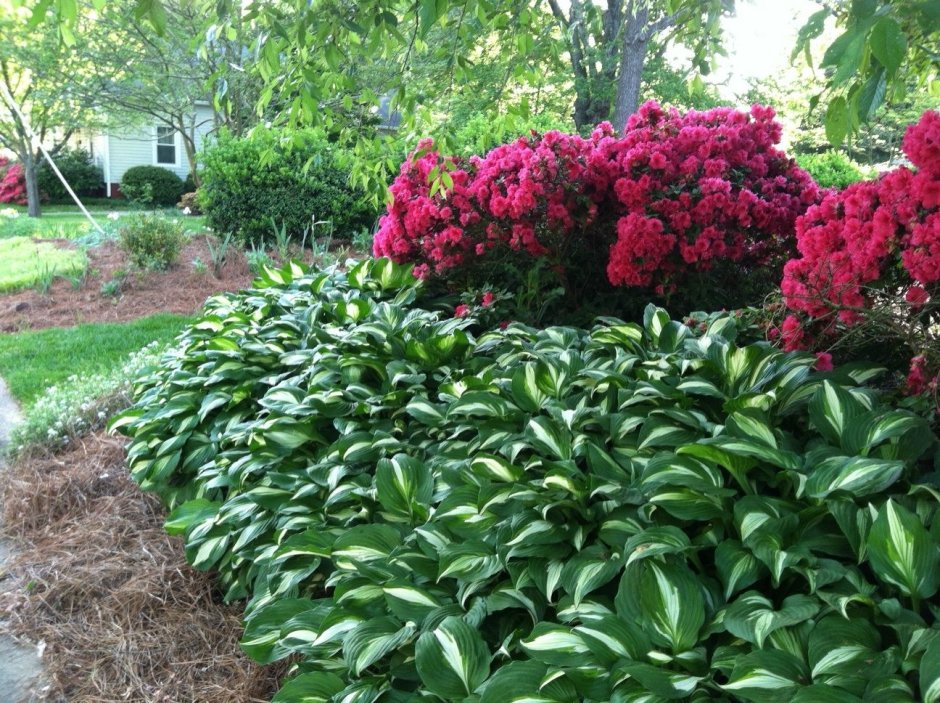 Эустома Флоксы кохия Виола