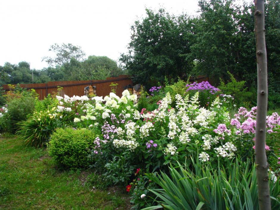 Миксбордер Флоксы лилейники